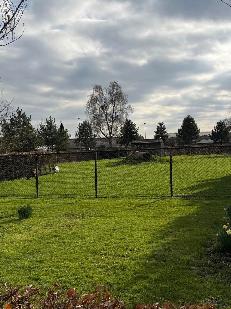 Gezocht Dwerggeiten (geen bokjes), Vrouwelijk, Geit