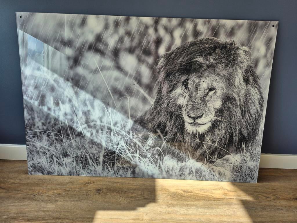 Nieuwe foto op plexiglas - 80x120cm, Ophalen, Nieuw, 100 tot 125 cm, Foto of Poster