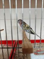 Tk kweek koppel bourkes, Dieren en Toebehoren, Meerdere dieren, Parkiet