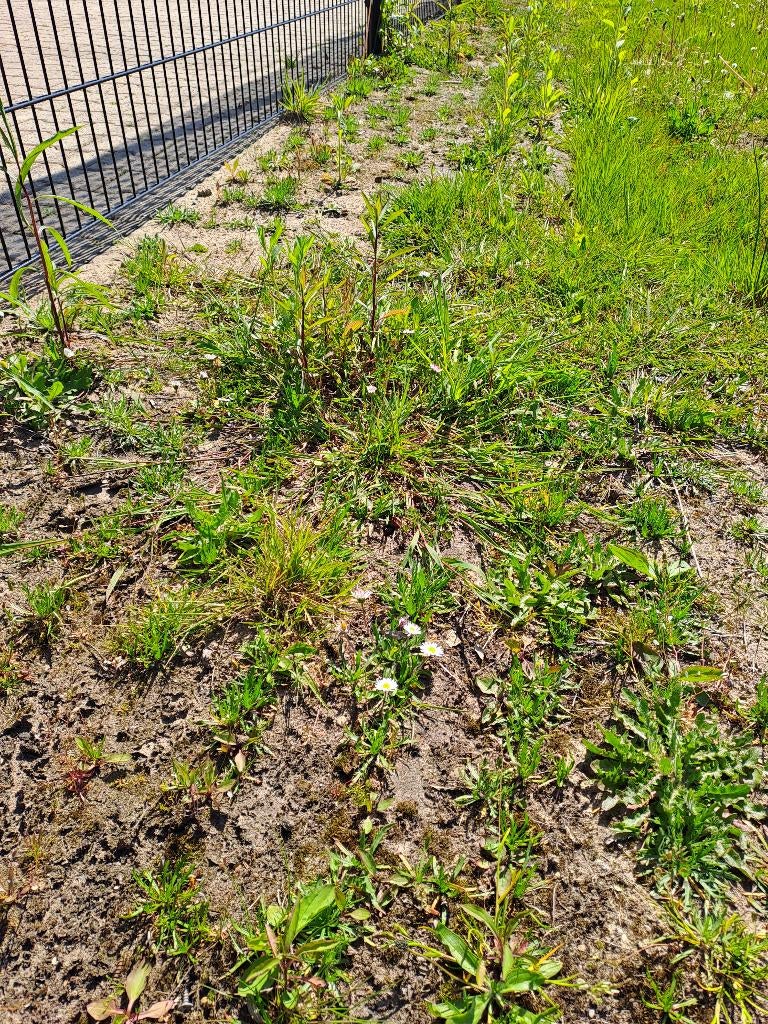 onkruid tot aan de knieën? Rixax verhuur heeft de machine!, Ophalen, Zo goed als nieuw, Onkruidsteker, Westermann