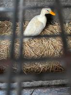 Twee stuks vrouwelijke eenden, Vrouwelijk, Eend