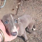 Whippet pups super lief en sociaal, Dieren en Toebehoren, 8 tot 15 weken, Meerdere, Meerdere dieren, Nederland