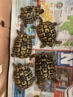 Griekse landschildpad of de Testudo Hermanni Boetgerie, Dieren en Toebehoren, Reptielen en Amfibieën, Schildpad, 3 tot 6 jaar