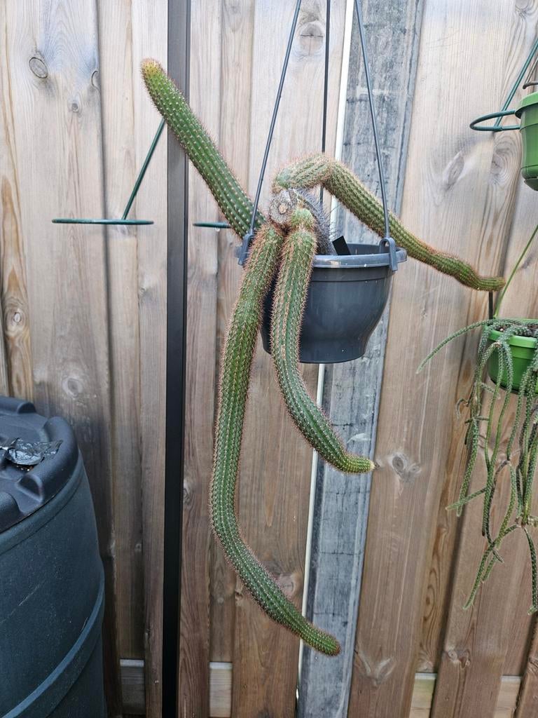 Grote Hildewintera, Ophalen of Verzenden, Halfschaduw, Minder dan 100 cm