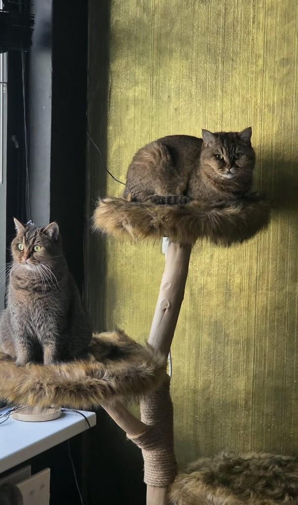 Britse korthaar/ Scottish Fold duo, Meerdere dieren, Met stamboom, 3 tot 5 jaar