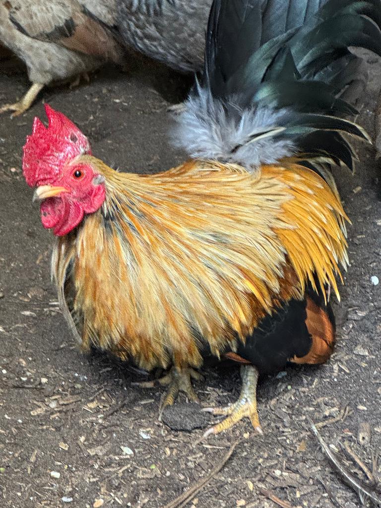 Gratis Serama haan, Mannelijk, Kip