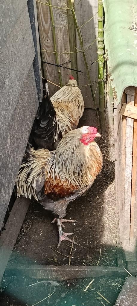 Gratis 2 hanen 1jaar oud, Dieren en Toebehoren, Pluimvee, Mannelijk, Kip