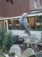 Overjarige grijs blauw, Dieren en Toebehoren, Vogels | Parkieten en Papegaaien, Meerdere dieren, Parkiet