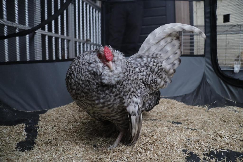 Antwerpse baardkriel broedeieren van de kleur koekkoek, Geslacht onbekend, Kip