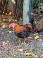 Welsumer krielhaan, Dieren en Toebehoren, Pluimvee, Mannelijk, Kip