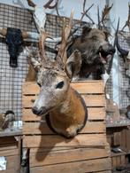 opgezet ree shoulder borst preparaat hert taxidermy, Ophalen of Verzenden, Nieuw, Opgezet dier