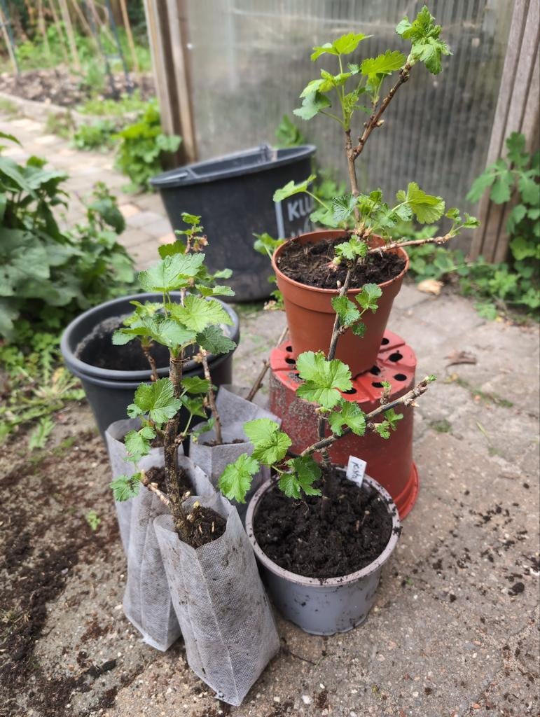 Plantjes jostabes, Volle zon, Vaste plant, Ophalen of Verzenden, Fruitplanten