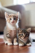 Kittens gezocht, Ophalen of Verzenden