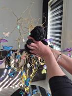 Toy poedel, Poedel, Reu, 8 tot 15 weken, Parvo