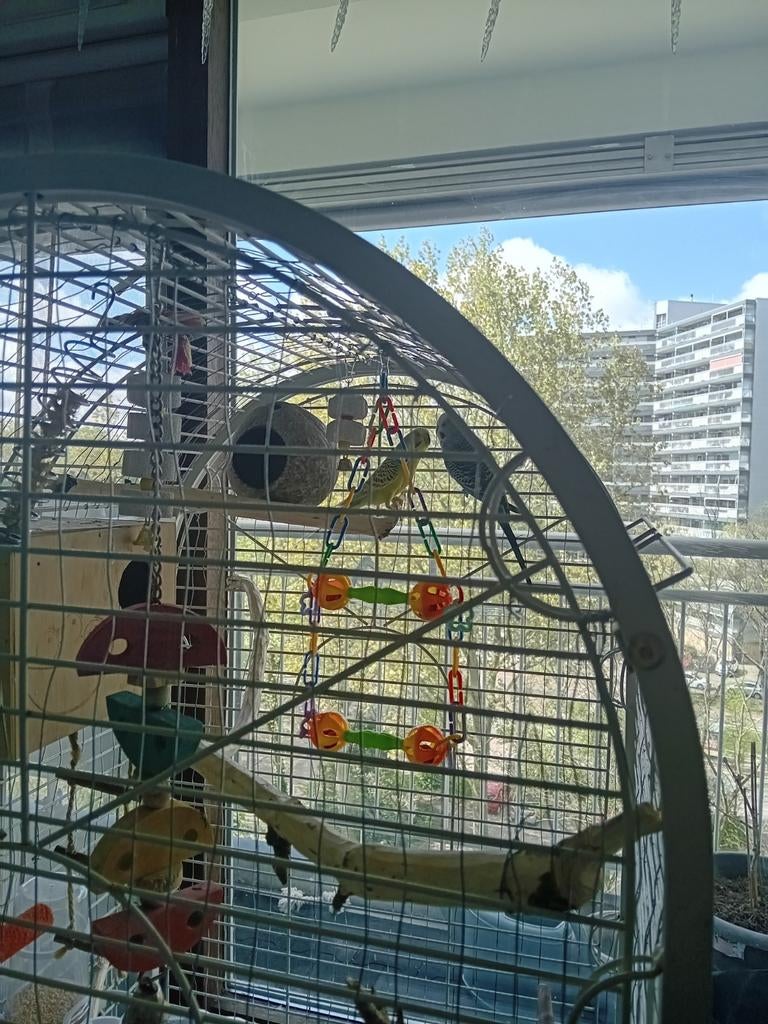 Grasparkiten, Dieren en Toebehoren, Vogels | Parkieten en Papegaaien, Meerdere dieren, Parkiet