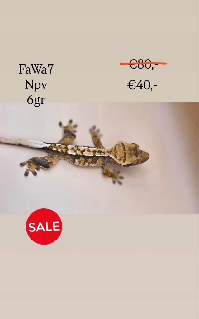 Wimpergekko crested gecko SALE Crested Gecko - female for sale from millim