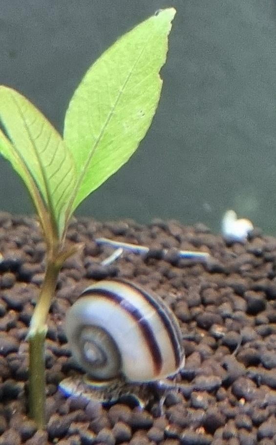 Mooie Jonge Aquarium Slakken, Slak of Weekdier, Zoetwatervis