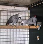 2 grijzeroodstraat papagaaien pop van 2025, Vrouwelijk, Parkiet