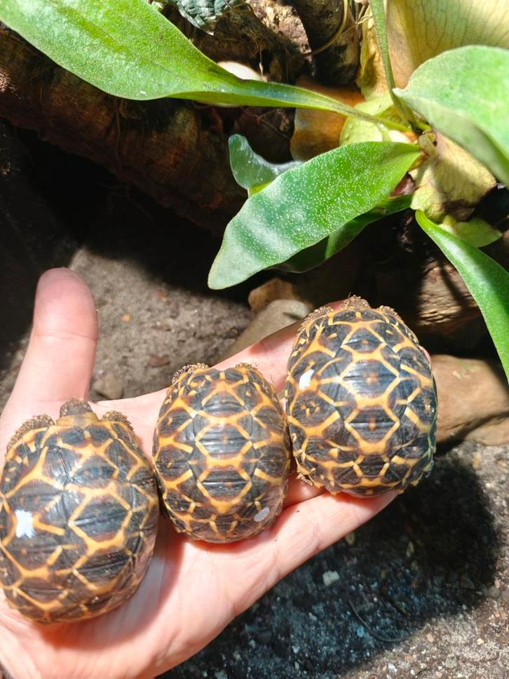 Landschildpad Geochlone Elegans Zuid India