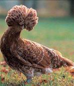 GEZOCHT broedeieren padua!, Geslacht onbekend, Kip