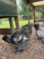 USA zijdehoen haan, Dieren en Toebehoren, Pluimvee, Mannelijk, Kip