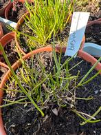 Verse Bieslook Plant, Ophalen, Volle zon, Vaste plant, Kruiden