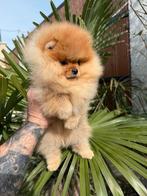 Pomeriaan met stamboom, 8 tot 15 weken, Buitenland, Parvo, Eén hond