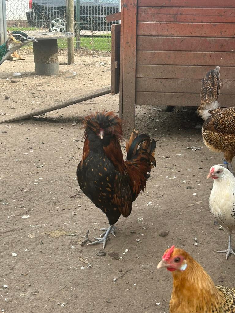 Padua haantje, Mannelijk, Kip