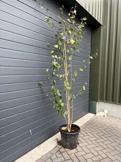 Betula pendula gekweekt als meerstammmige boom., Tuin en Terras, Planten | Bomen, Ophalen, Bloeit niet, Volle zon, Overige soorten
