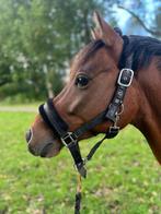 Super mooie D pony met karakter zoekt de juiste match, Dieren en Toebehoren, Paarden, Ruin, Dressuurpaard