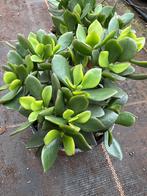 Crassula ovata pot12cm, Huis en Inrichting, Ophalen of Verzenden, Halfschaduw, Minder dan 100 cm