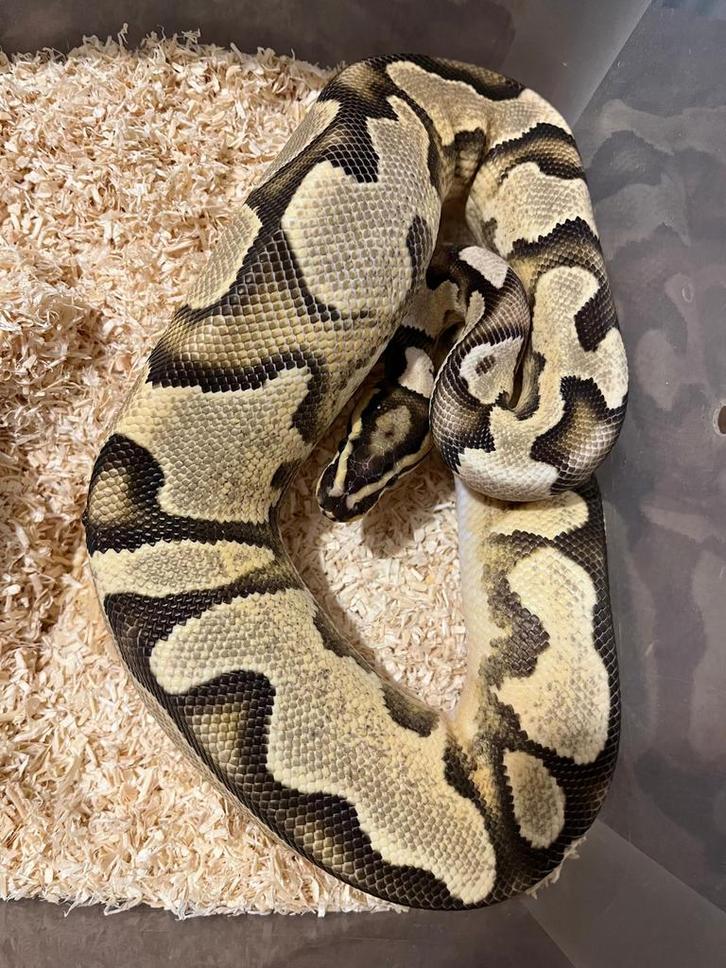 Python regius od yb het pied Ball Python - unknown for sale from Hakvoort