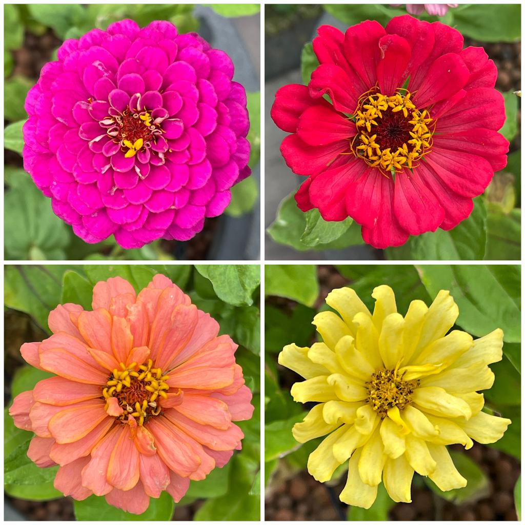 Zaden zinnia mix  (Zinnia elegans, Dahlia, lilliput mix), Tuin en Terras, Bloembollen en Zaden, Ophalen of Verzenden, Voorjaar