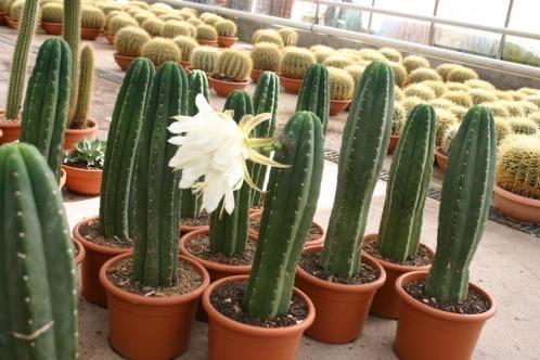 Cactus Tricocereus Pachanoi (San Pedro) 23cm pot 65-70 hoog, Ophalen of Verzenden, Minder dan 100 cm, Bloeiende kamerplant, Volle zon