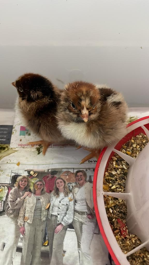 Broedeieren goudgezoomde barnevelder, Dieren en Toebehoren, Pluimvee, Geslacht onbekend, Kip
