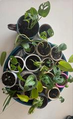 Plantjes/stekjes in pot, Ophalen of Verzenden, In pot, Halfschaduw, Minder dan 100 cm