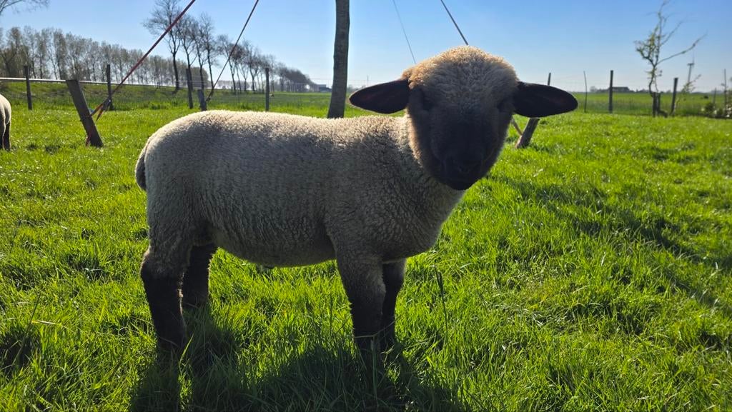 Raszuiver hampshire down Ram Lam, Mannelijk, Schaap, 0 tot 2 jaar