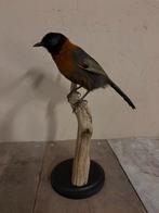 Mooi opgezette Roestkraaglijstergaai, Verzamelen, Dierenverzamelingen, Ophalen of Verzenden, Nieuw, Vogel, Opgezet dier