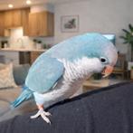 Muisparkiet monniksparkiet tam, Dieren en Toebehoren, Mannelijk, Papegaai, Tam