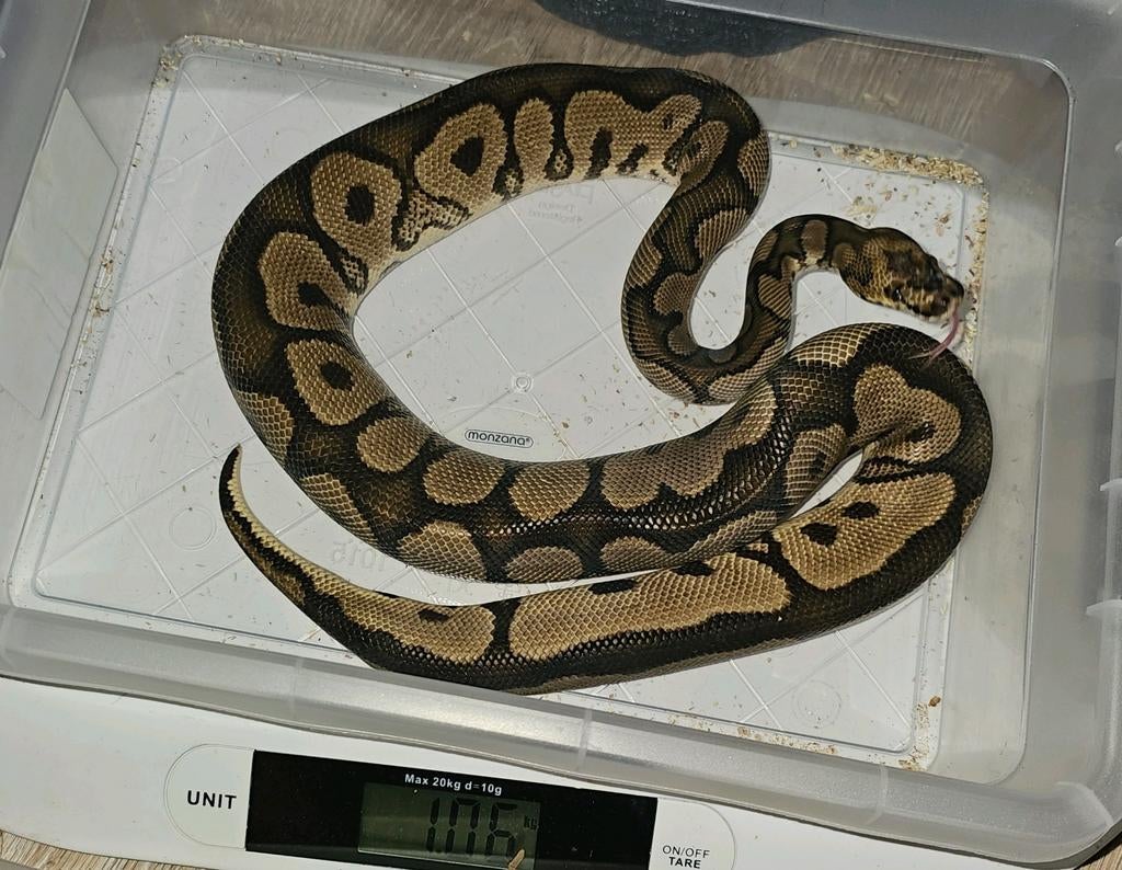 1.0 Ballpython Yellowbelly Clown, Dieren en Toebehoren, Reptielen en Amfibieën, Slang, 0 tot 2 jaar
