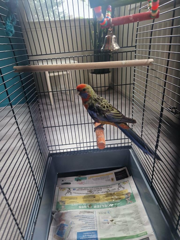 Pennant Rosella kruising strogele Rosella, Dieren en Toebehoren, Vrouwelijk, Parkiet, Geringd