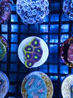 Diverse koraal stekken, Ophalen, Nieuw, Gevuld zeewateraquarium