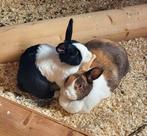 Hollander konijnen voedsters, Vrouwelijk