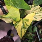 Anthurium Pterodactyl variegata, Huis en Inrichting, Ophalen of Verzenden, Halfschaduw, Minder dan 100 cm