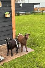 Wie wil er 2 lieve geitjes?, Dieren en Toebehoren, Schapen, Geiten en Varkens, Vrouwelijk, Geit, 0 tot 2 jaar