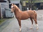 Hele fijne 3 jarige D pony new forest hengst, Dieren en Toebehoren, Pony's, Hengst, D pony (1.37m tot 1.48m), Met stamboom, 3 tot 6 jaar