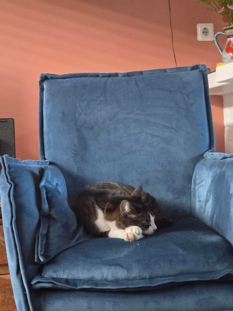 kater Tijger zoekt MET SPOED fijn nieuw thuis, Dieren en Toebehoren, Katten en Kittens | Overige Katten, Kater