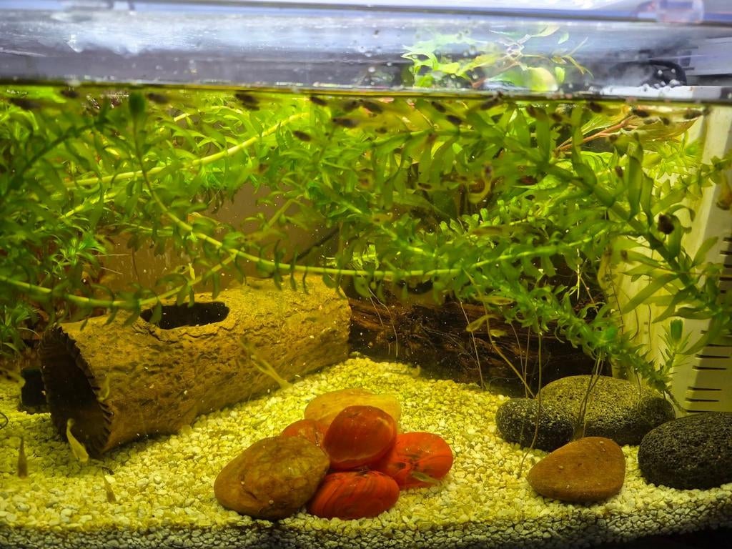 Baby guppies