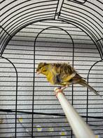 Koppel kanarie, Meerdere dieren, Kleurkanarie