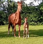 Aangeboden: 7 jarige fokmerrie uit prins en prinsessen stam, Merrie, Dressuurpaard, 170 tot 175 cm, 7 tot 10 jaar